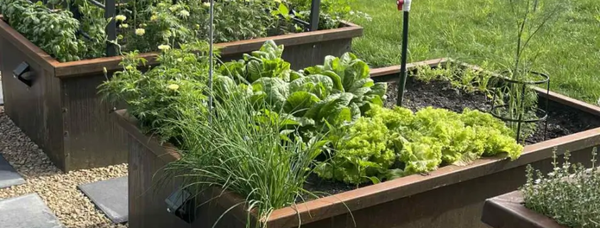 Incision Corten Steel Planter Boxes with veges growing in them
