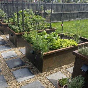 Corten Steel Planter in a courtyard with veges growing in it and a watering system